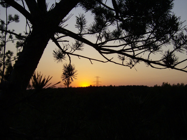 Sunset pine tree field telephone free wallpaper for desktop - medium preview image