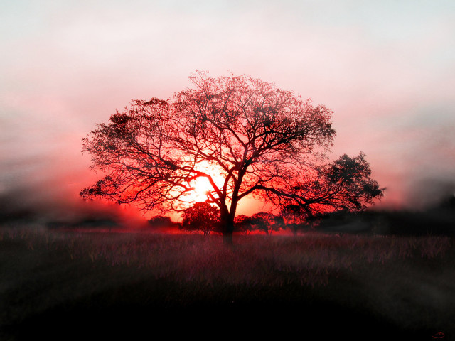 Tree field sunset fog air #10 free wallpaper for desktop - medium preview image