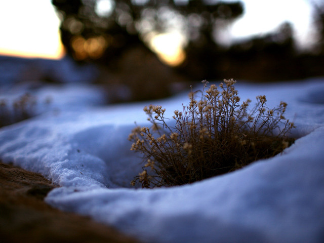 Small plant growing snow covered #4 free wallpaper for desktop - medium preview image