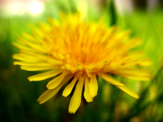 Yellow flower closeup grass blurry #3 free wallpaper for desktop - medium preview image