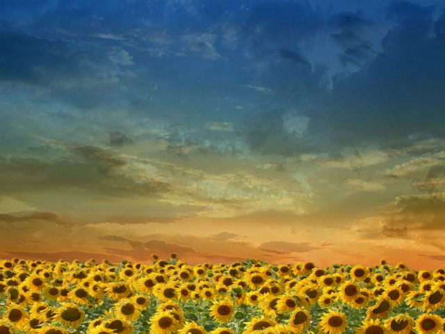 Sunflower field sunset cloudy sky #2 free wallpaper for desktop - medium preview image