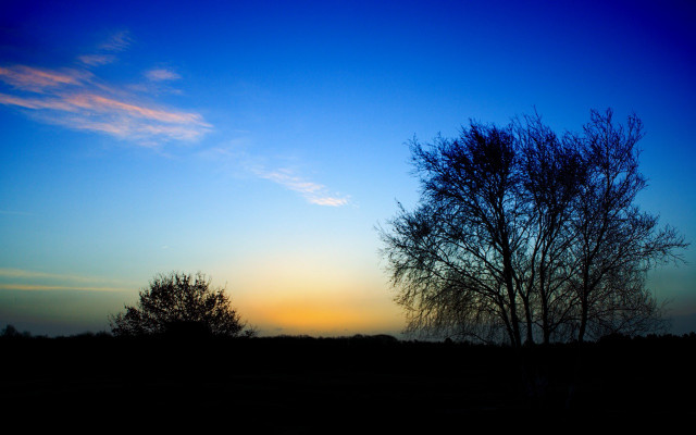 Tree silhouette blue sky sunset free wallpaper for desktop - medium preview image