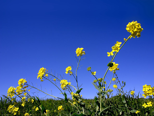 Yellow flower field blue sky #10 free wallpaper for desktop - medium preview image