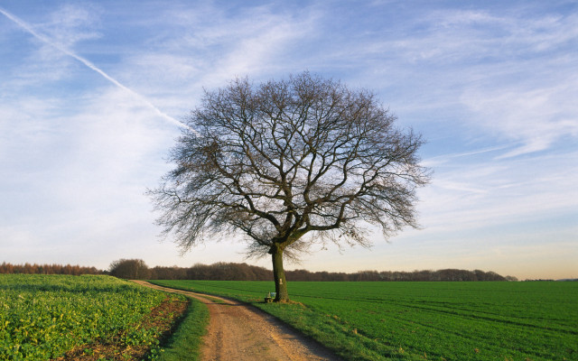 Tree dirt road field sky #3 free wallpaper for desktop - medium preview image
