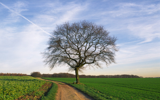 Tree dirt road field sky #4 free wallpaper for desktop - medium preview image