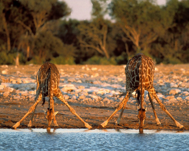 Giraffes standing water rocks trees #2 free wallpaper for desktop - medium preview image