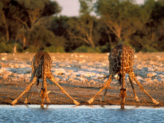 Giraffes standing water rocks trees #3 free wallpaper for desktop - medium preview image