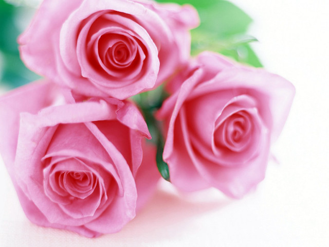 Pink roses green leaves white #7 free wallpaper for desktop - medium preview image