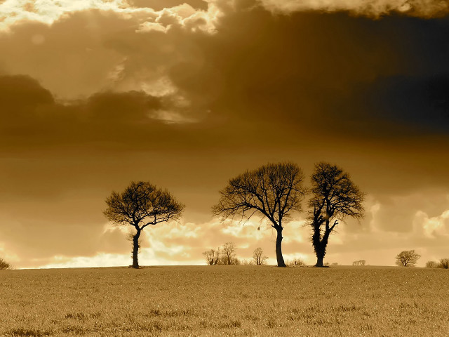 Trees field cloudy sky clouds free wallpaper for desktop - medium preview image