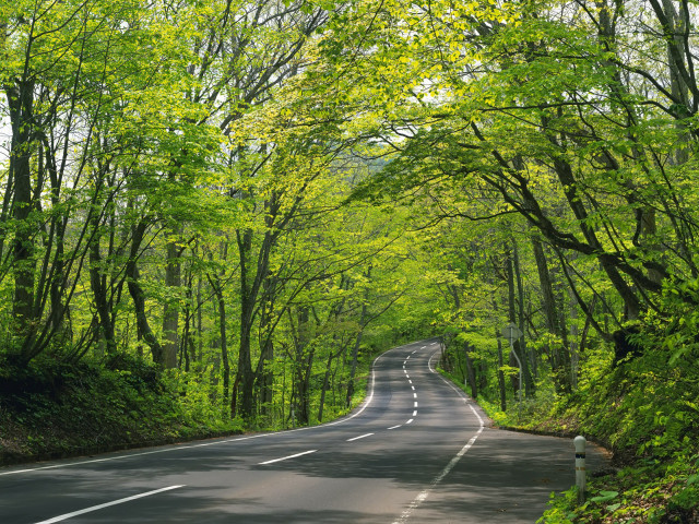 Road trees green foliage day #2 free wallpaper for desktop - medium preview image