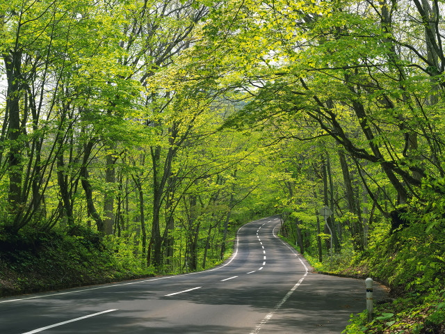 Road trees green foliage daytime free wallpaper for desktop - medium preview image