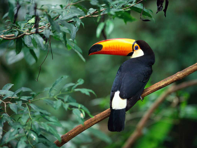 Toucan bird perched branch tree free wallpaper for desktop - medium preview image