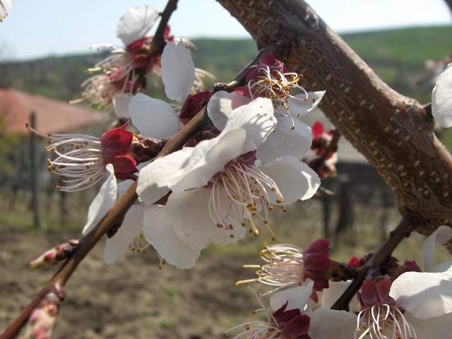 Tree white red flowers field free wallpaper for desktop - medium preview image