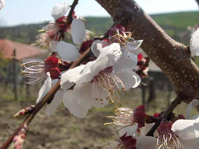 Tree white red flowers field #4 free wallpaper for desktop - medium preview image