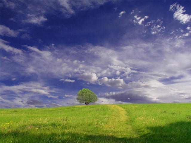 Lone tree grassy field cloudy #21 free wallpaper for desktop - medium preview image