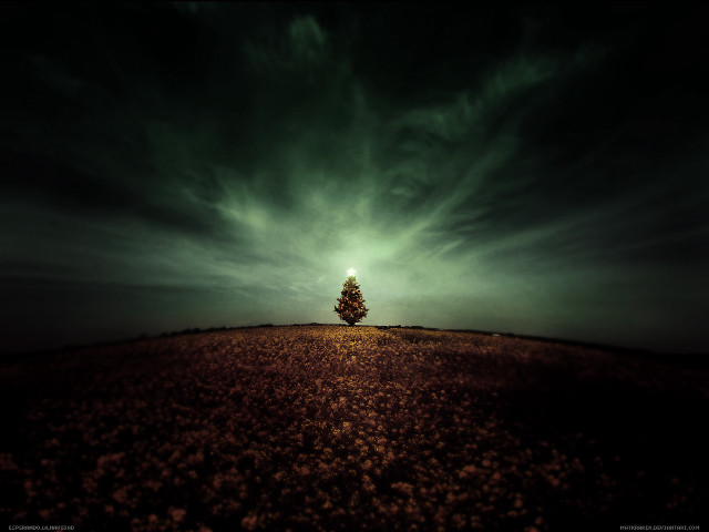 Lone tree field cloudy night free wallpaper for desktop - medium preview image