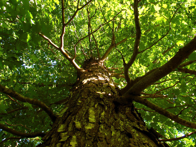 Tree green leaves sunlight forest free wallpaper for desktop - medium preview image