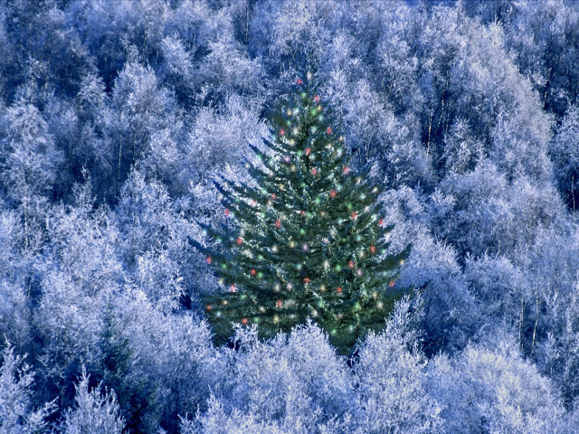 Christmas tree blue forest red free wallpaper for desktop - medium preview image