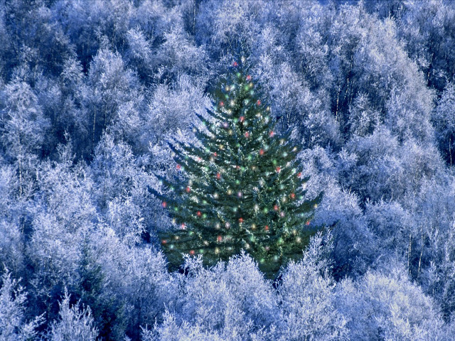 Christmas tree blue forest red #2 free wallpaper for desktop - medium preview image