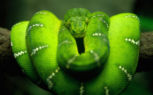 Green snake curled branch head #2 free wallpaper for desktop - medium preview image