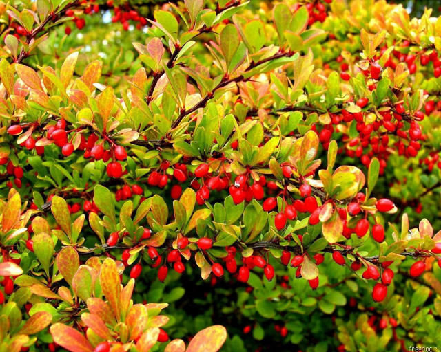 Bush red berries green leaves #3 free wallpaper for desktop - medium preview image