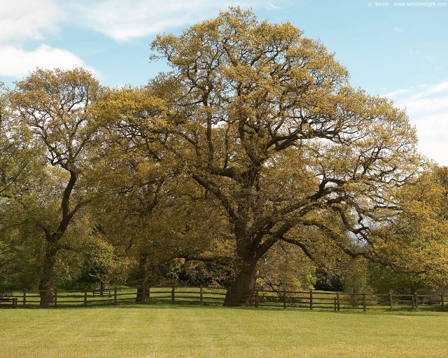 Large tree grassy field fence #2 free wallpaper for desktop - medium preview image
