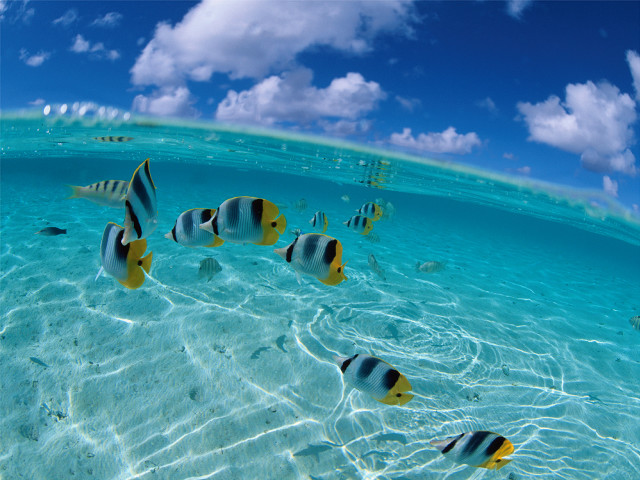 Fish swimming clear blue ocean #3 free wallpaper for desktop - medium preview image