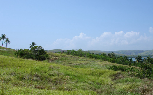 Grassy hill lake distance palm free wallpaper for desktop - medium preview image