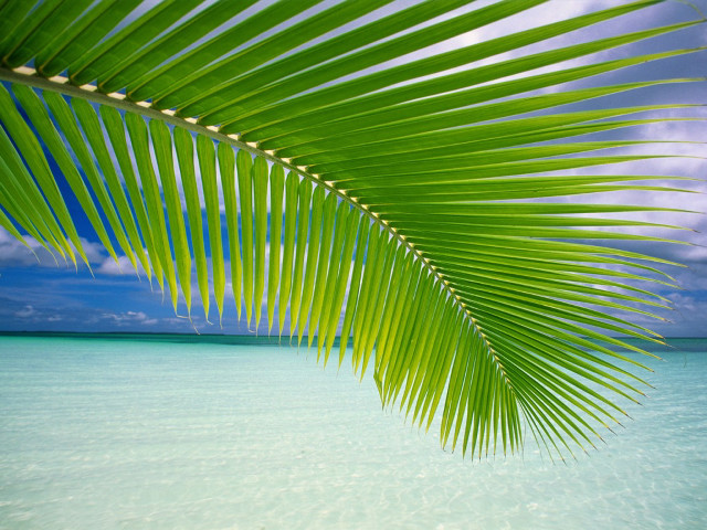 Palm leaf beach blue water free wallpaper for desktop - medium preview image