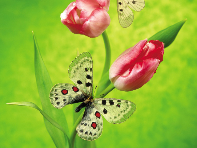 Butterfly flower nearby green background free wallpaper for desktop - medium preview image