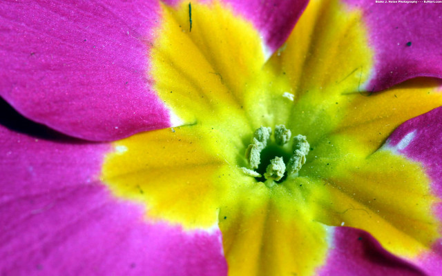 Pink flower yellow stamens green #3 free wallpaper for desktop - medium preview image