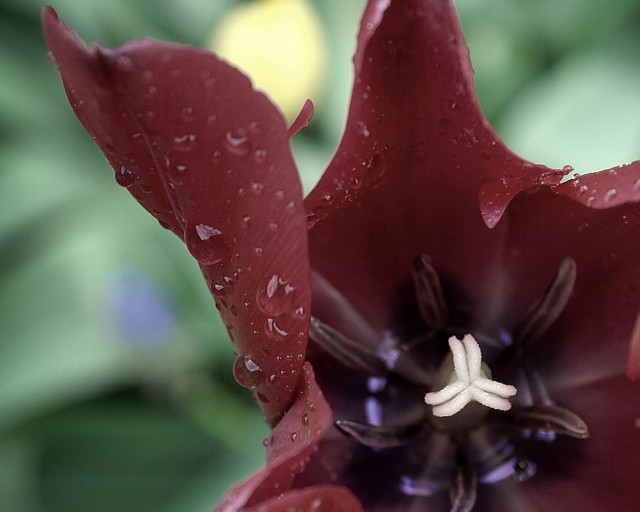 Red flower water droplets macro #35 free wallpaper for desktop - medium preview image