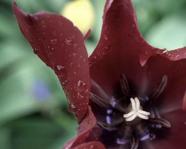 Red flower water droplets green #2 free wallpaper for desktop - medium preview image