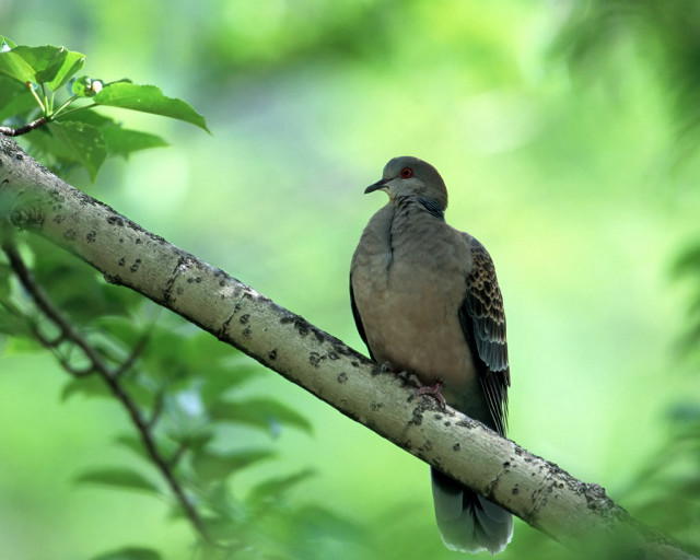Bird branch forest green bokeh free wallpaper for desktop - medium preview image