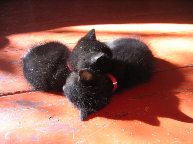 Black cat wooden floor red #3 free wallpaper for desktop - medium preview image