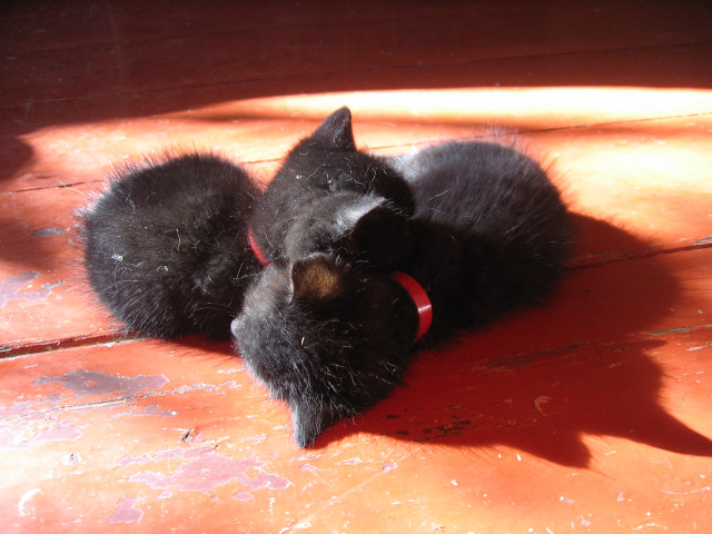 Black cat wooden floor red #4 free wallpaper for desktop - medium preview image
