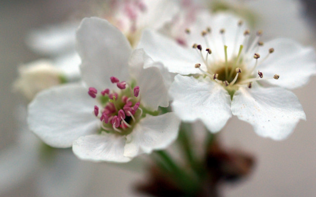 Close up flower blurry background #9 free wallpaper for desktop - medium preview image
