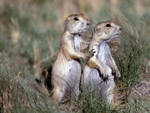 Prairie groundhogs standing hind legs free wallpaper for desktop - medium preview image