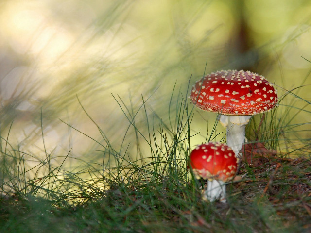 Mushrooms sitting grass near each #2 free wallpaper for desktop - medium preview image