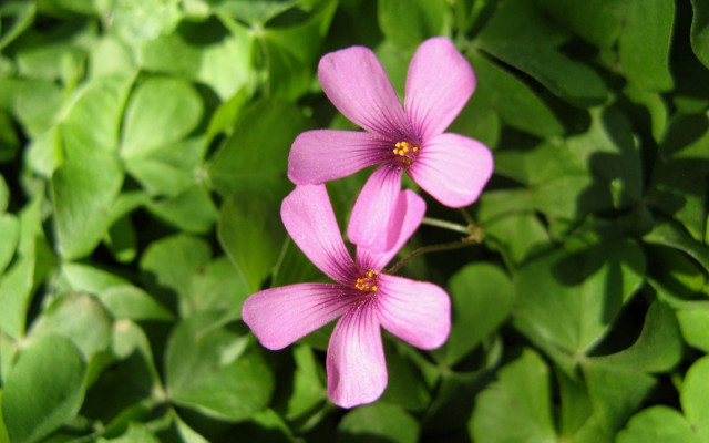 Pink flowers green leaves sunlight free wallpaper for desktop - medium preview image
