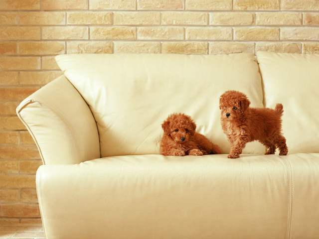 Two small dogs couch brick free wallpaper for desktop - medium preview image