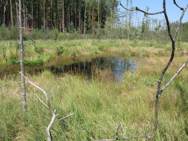 Swampy pond trees grass dead free wallpaper for desktop - medium preview image