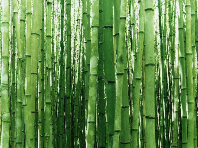 Green bamboo trees leaves nature #4 free wallpaper for desktop - medium preview image