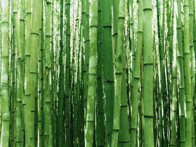 Green bamboo trees leaves nature #3 free wallpaper for desktop - medium preview image