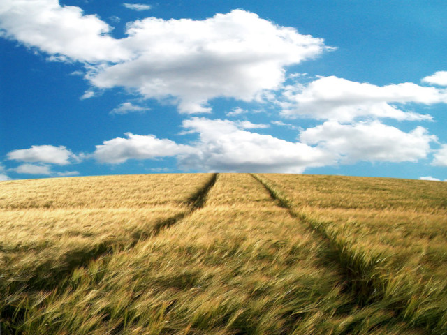 Wheat field sky clouds background free wallpaper for desktop - medium preview image
