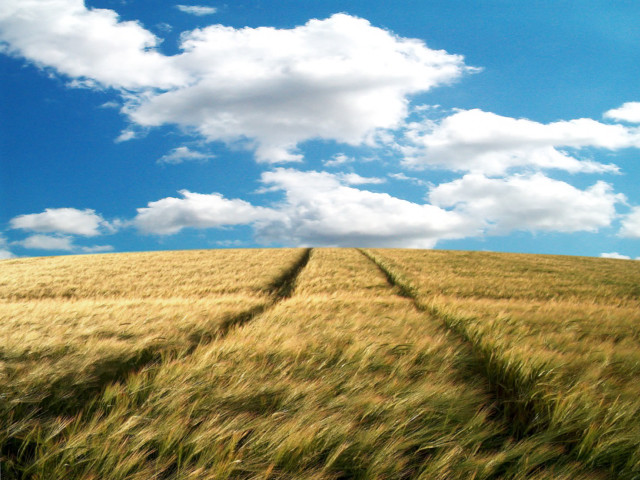 Wheat field sky clouds background #5 free wallpaper for desktop - medium preview image