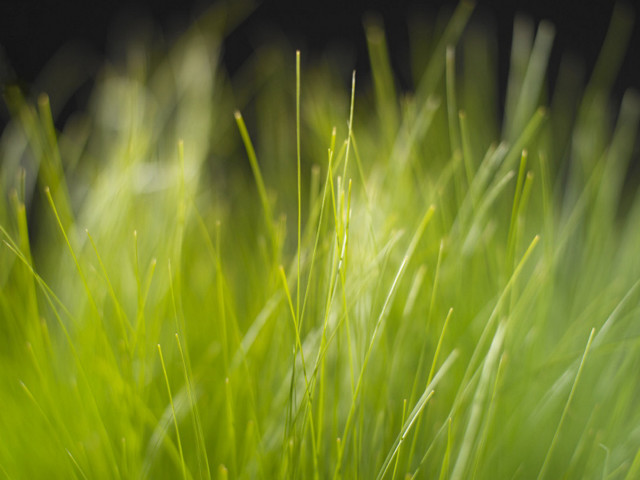 Close up green grass black #2 free wallpaper for desktop - medium preview image