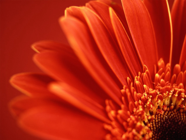 Bright orange flower red background free wallpaper for desktop - medium preview image