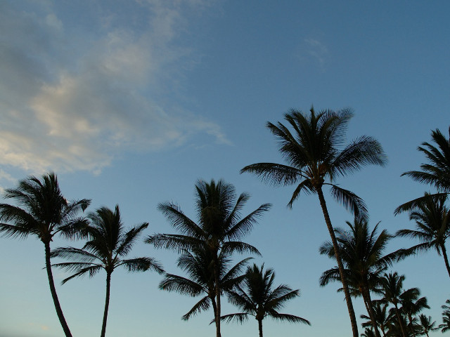 Palm trees blue sky clouds #9 free wallpaper for desktop - medium preview image