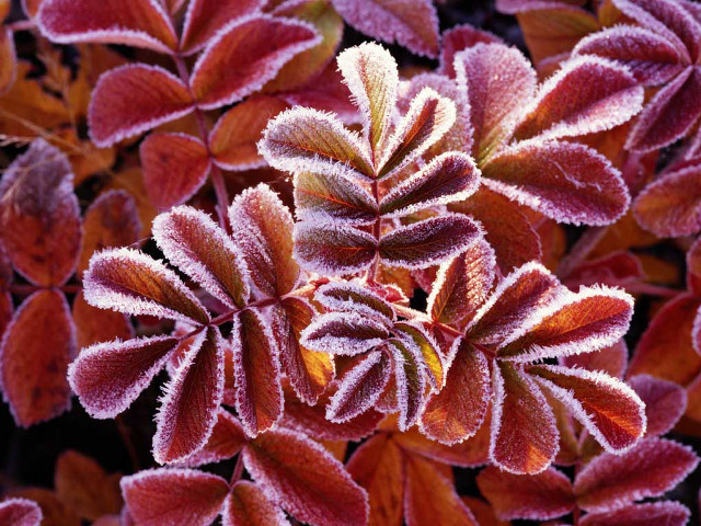 Frosted plant closeup leaves foreground free wallpaper for desktop - medium preview image